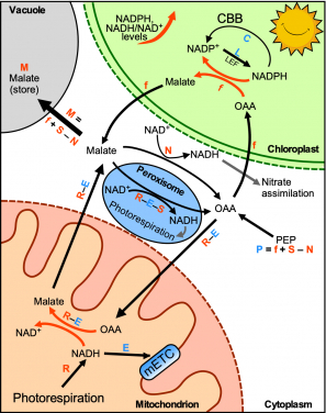 Image 1. Malate flow during C3 photosynthesis